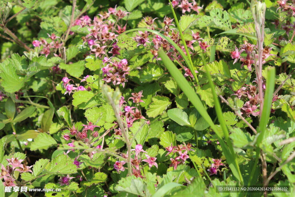 茅莓花