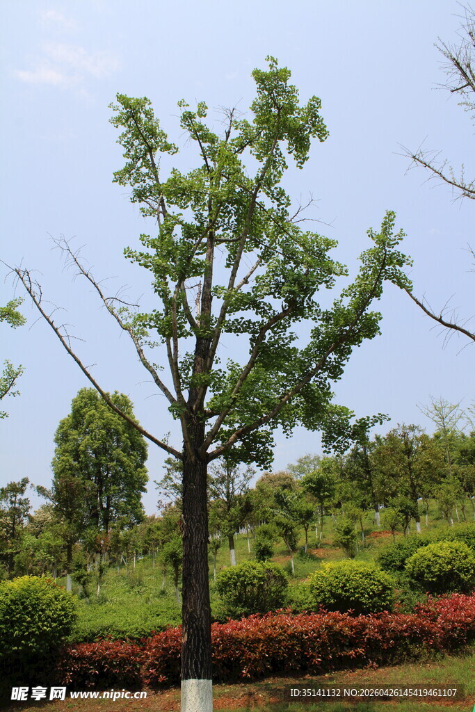 银杏树