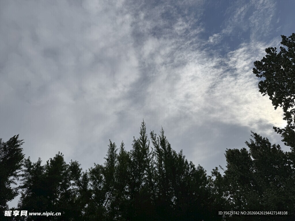 树梢之上的蓝天白云