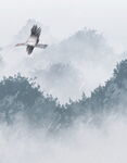雾中飞鸟翱翔于山林间