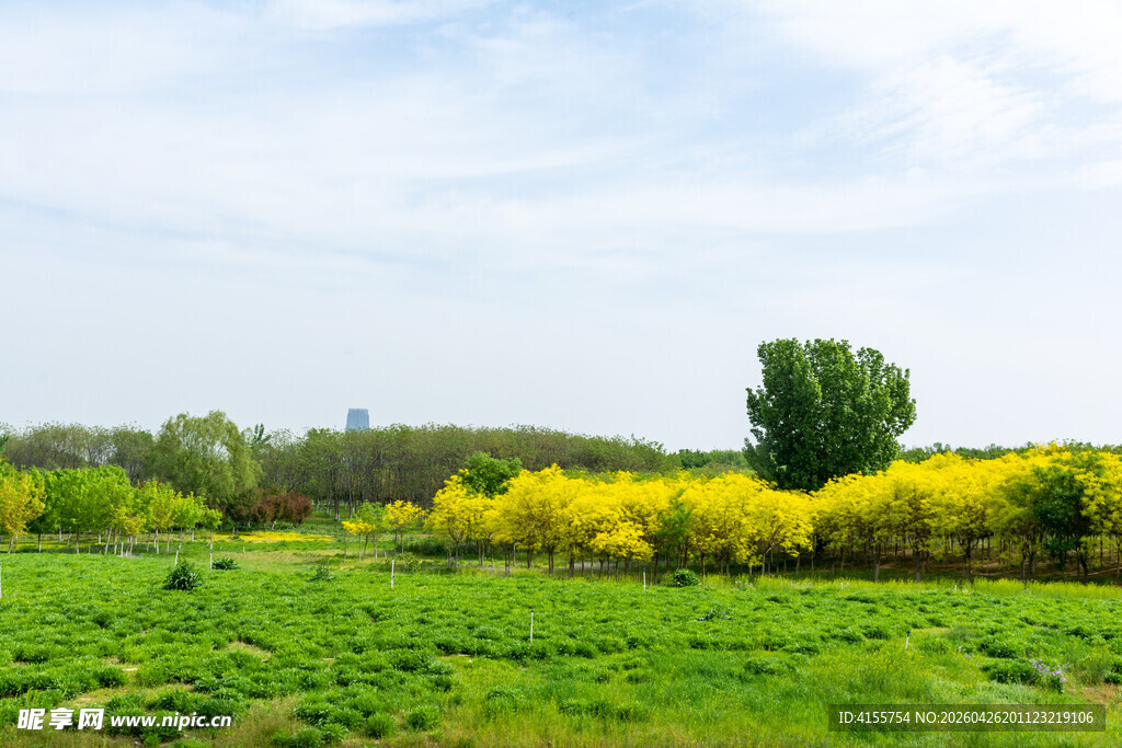 春日田野油菜花风景图