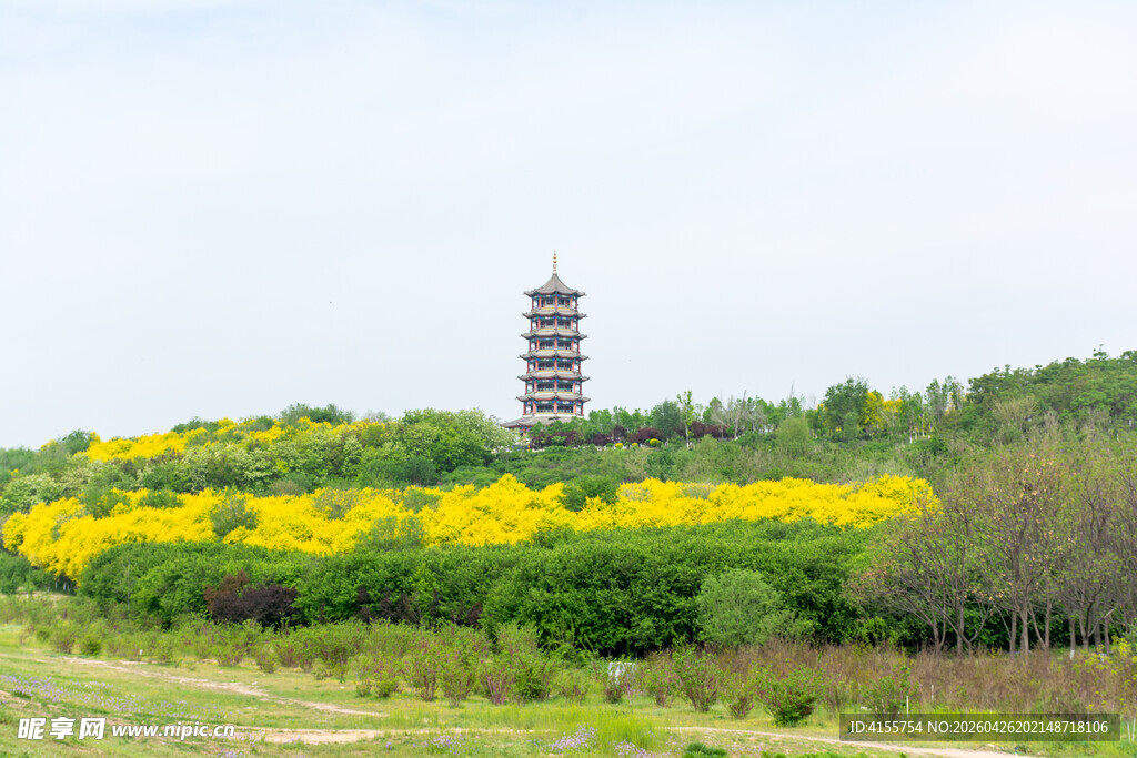 田野中古塔旁的灿烂黄花