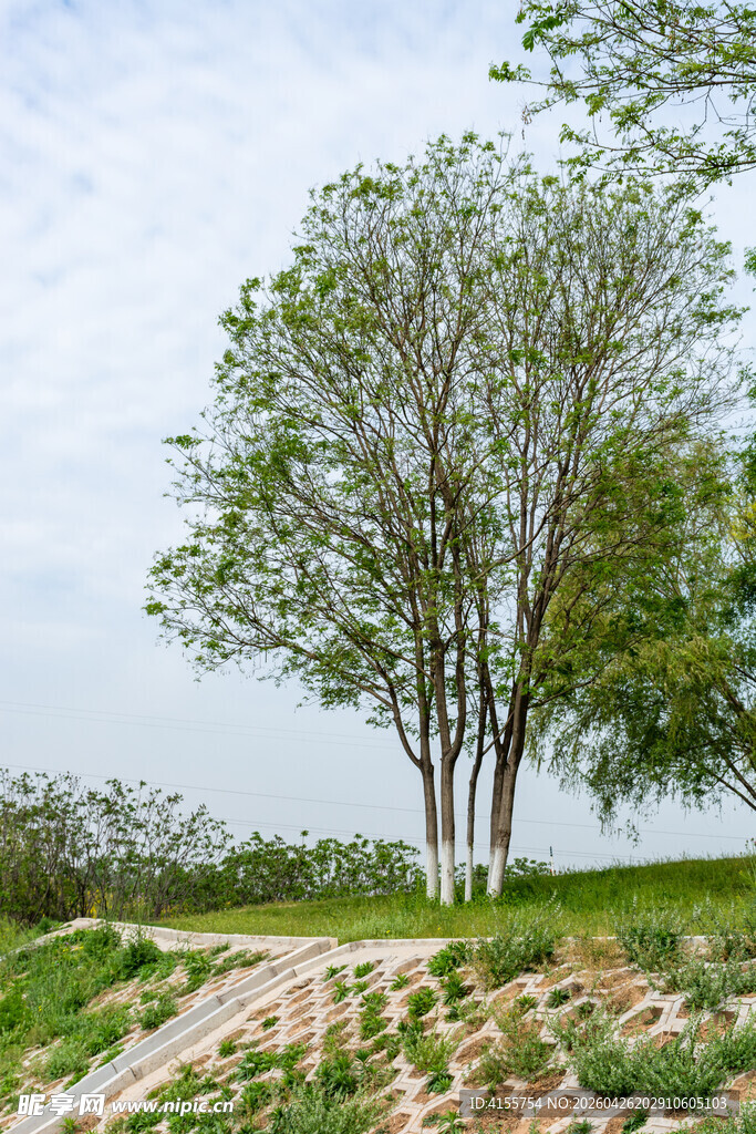 田野旁葱郁树木风景图
