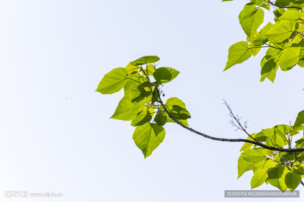 枝头嫩叶展清新