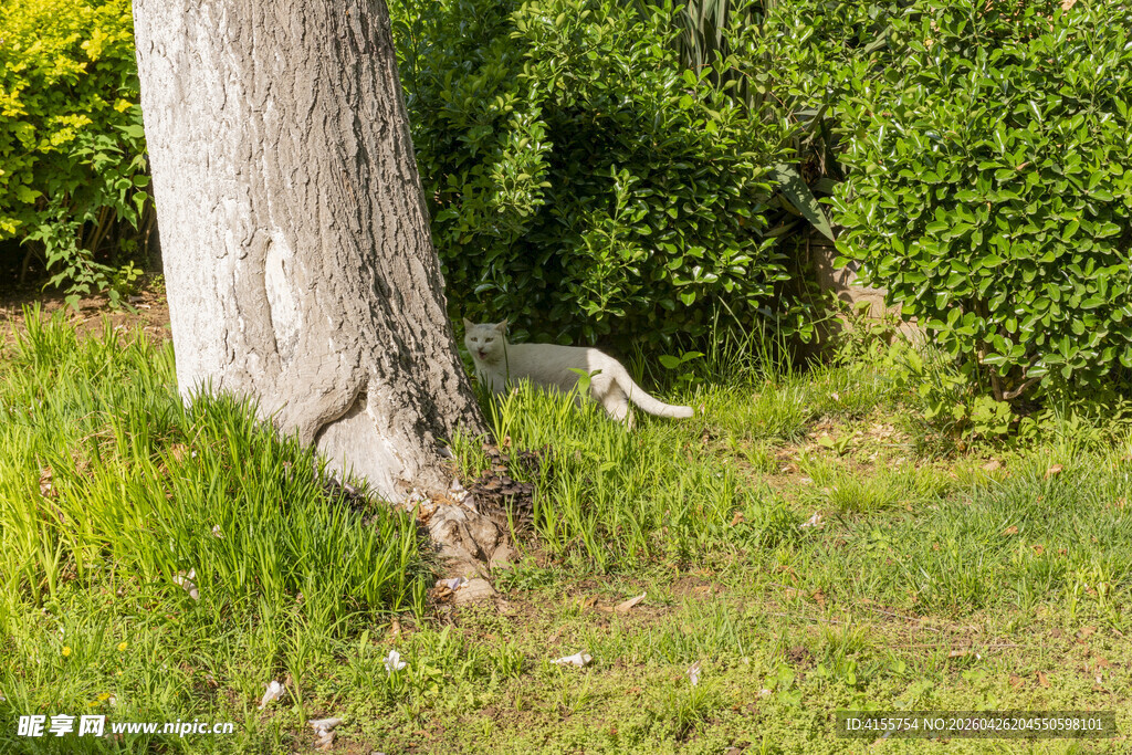 树旁休憩的白色猫咪