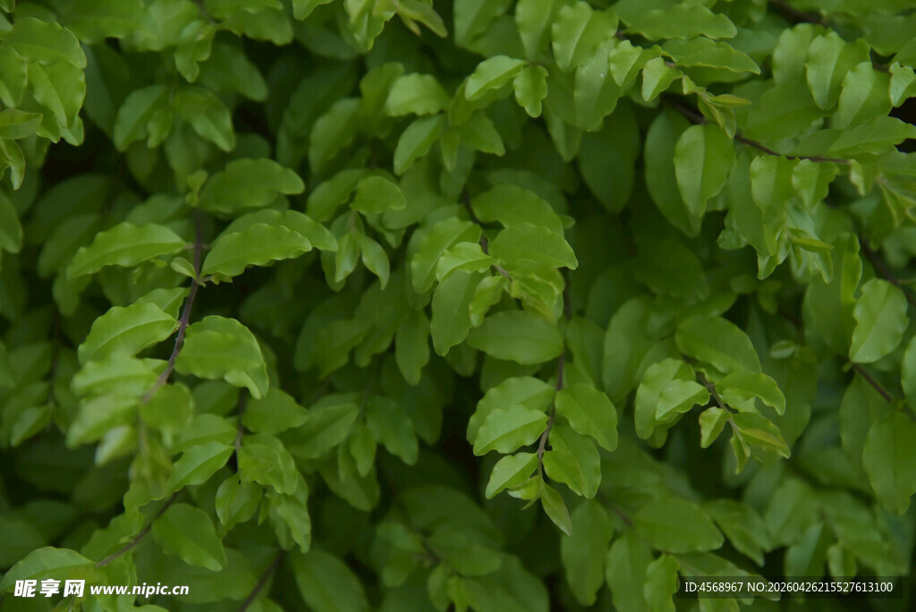 翠绿繁茂的叶片背景图