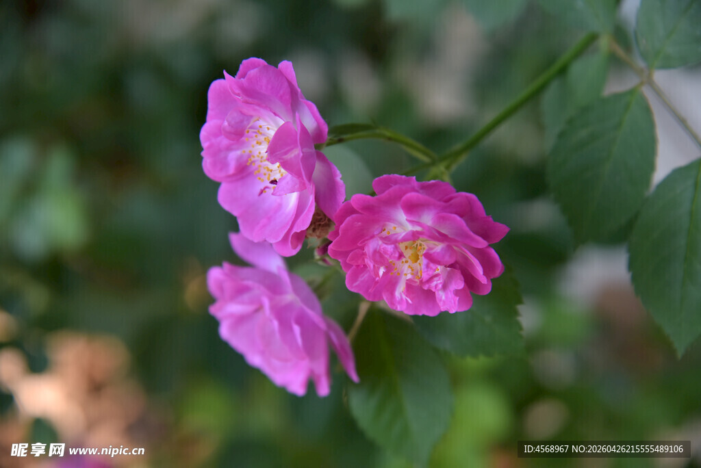 娇艳粉色蔷薇花绽放