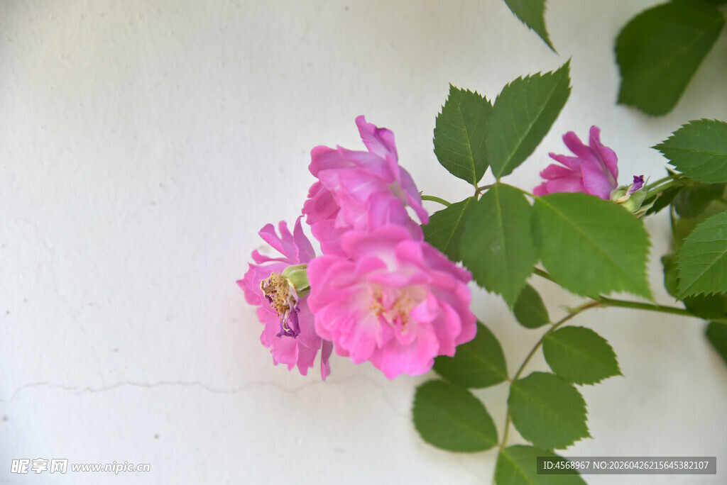 粉色蔷薇花特写