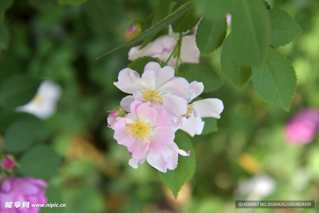 粉色蔷薇花绽放