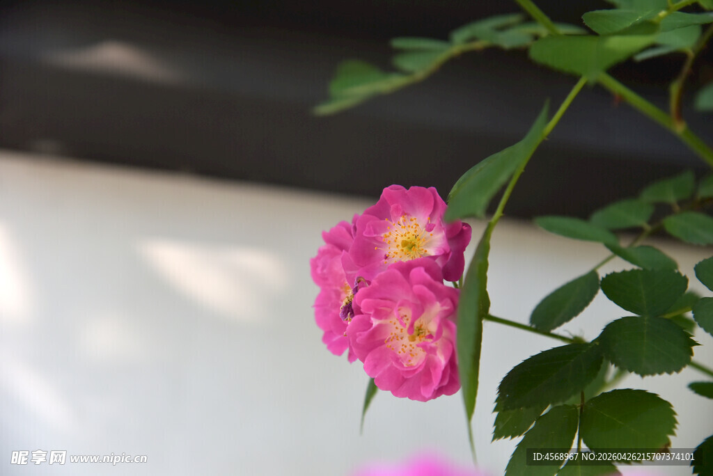 娇艳粉色蔷薇花特写