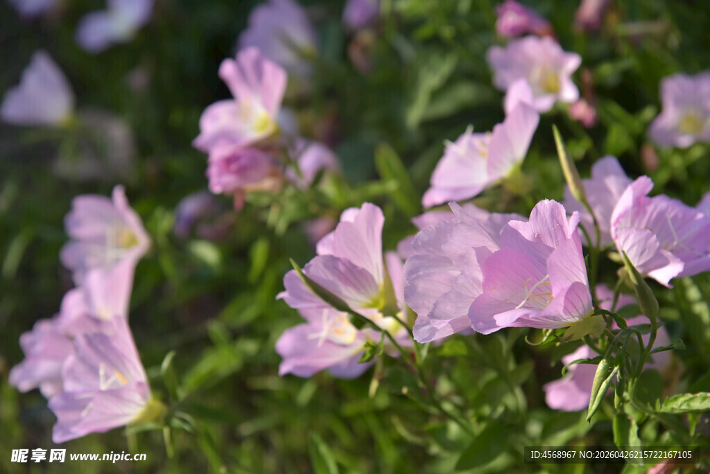 紫色小花绽放于草丛间