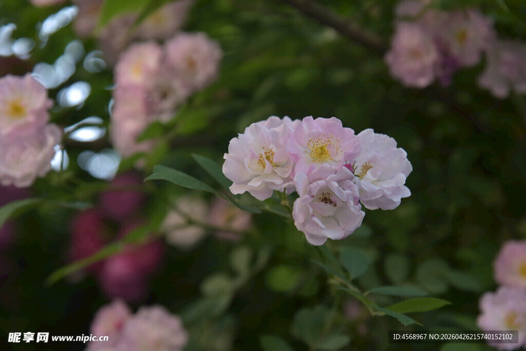 粉色蔷薇花绽放
