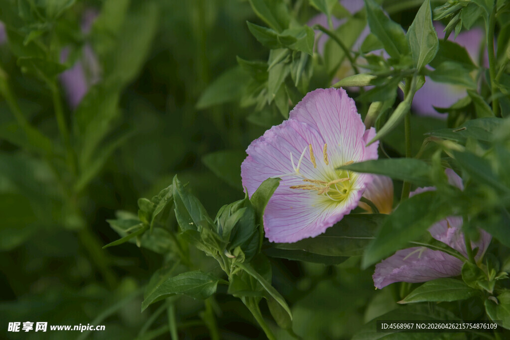 粉色月见草绽放