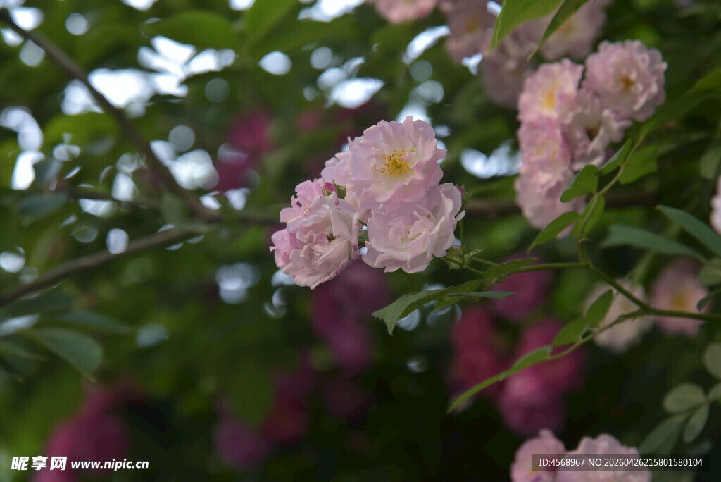 粉色蔷薇花绽放枝头