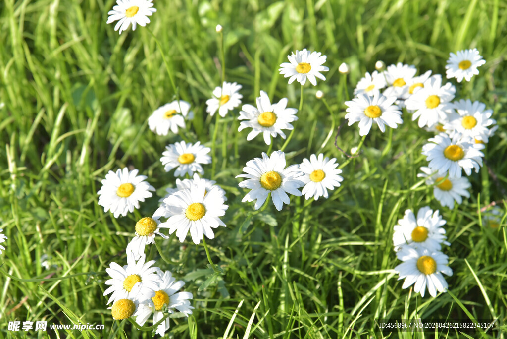 草地上的小白雏菊