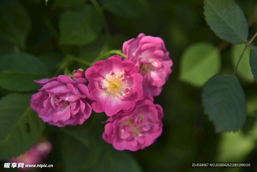 娇艳玫红蔷薇花绽放