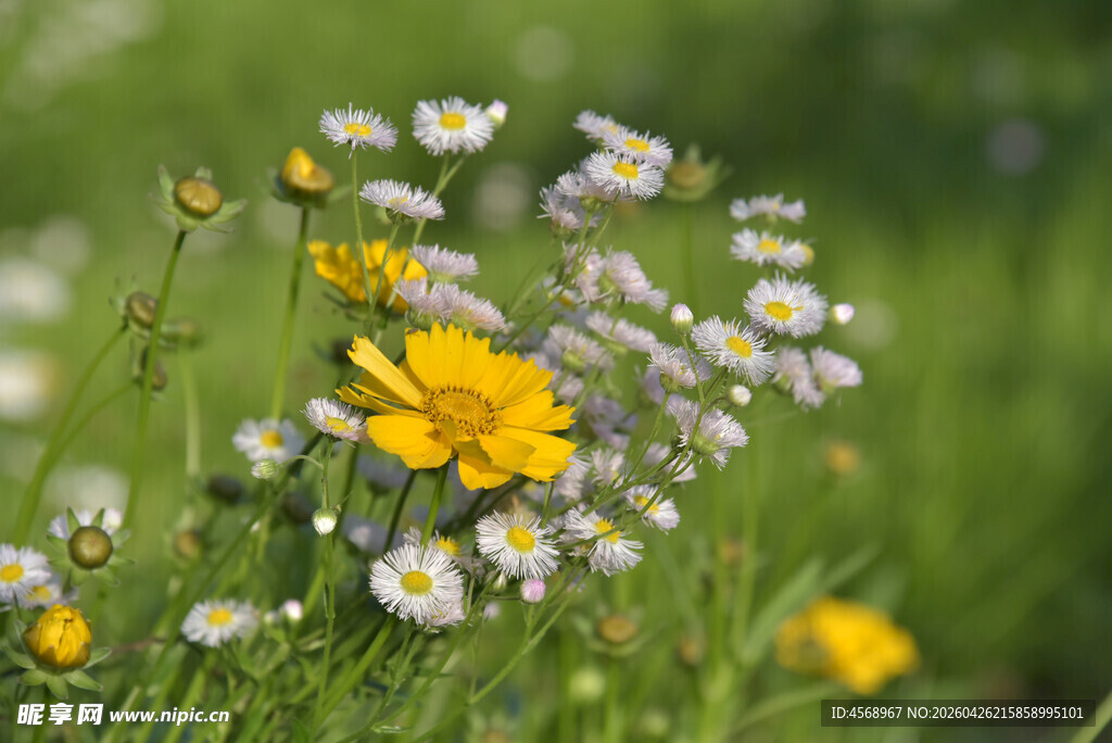春日野花绽放的美丽图景