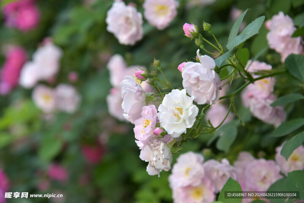 粉色蔷薇绽放于绿叶间