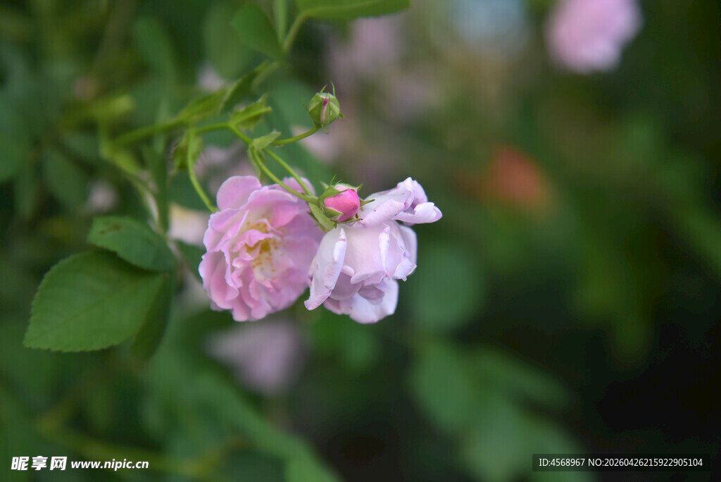 粉色蔷薇绽放