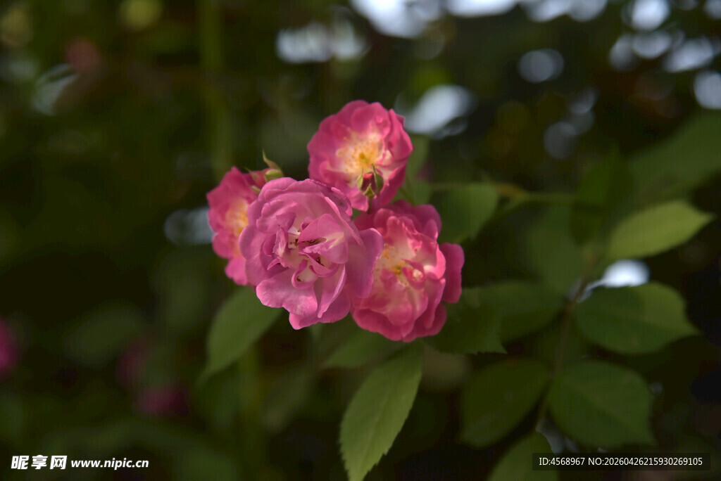 娇艳绽放的粉色月季花