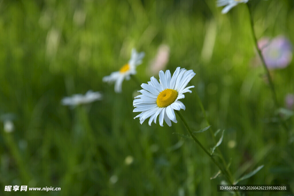 草地上绽放的清新小雏菊