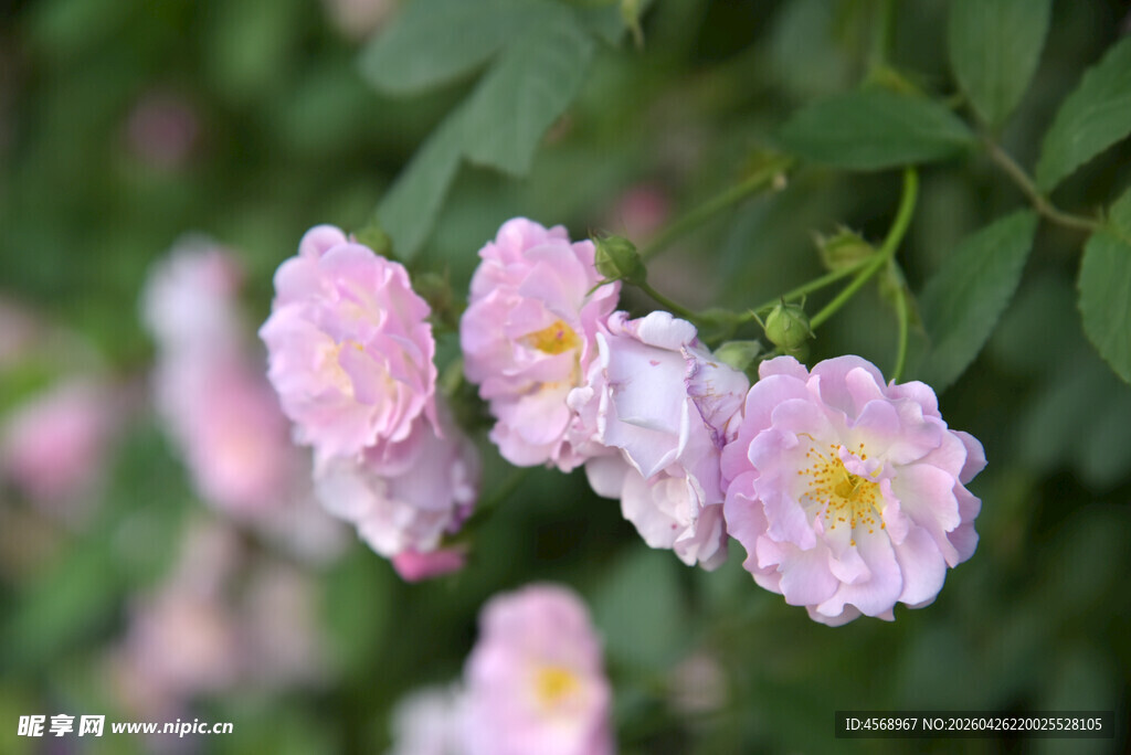 粉色蔷薇花绽放枝头