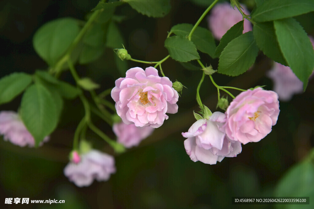 粉色蔷薇花绽放