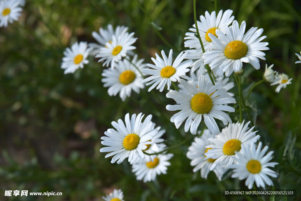 清新小白菊绽放于绿野