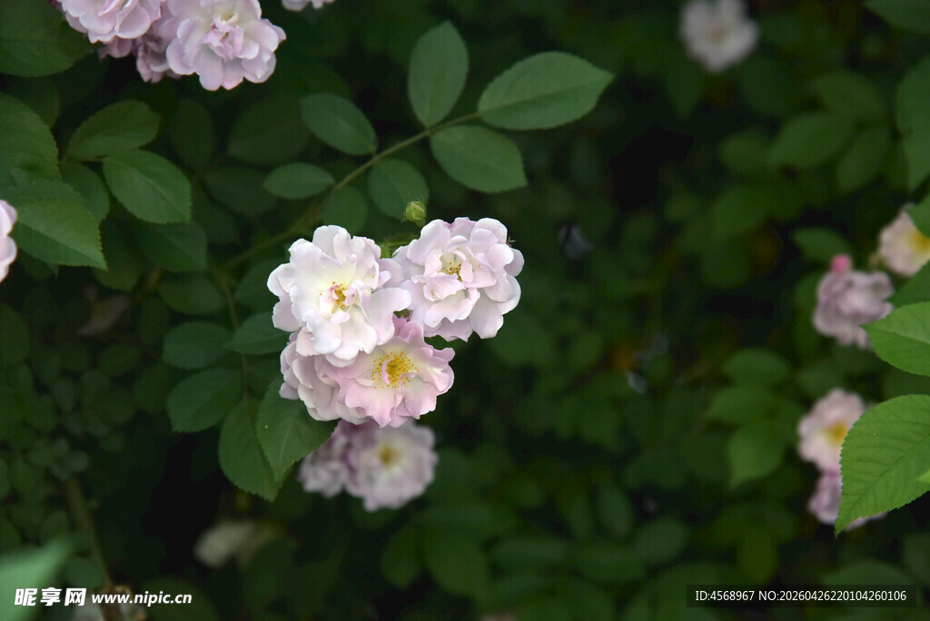 粉色蔷薇绽放于绿叶间