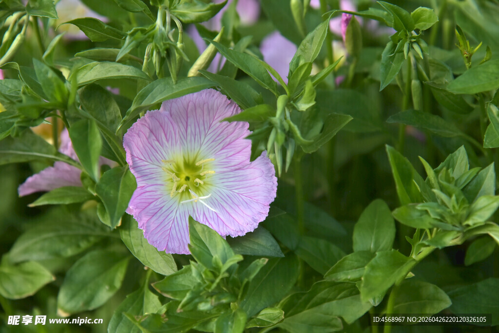 紫色小花绽放于绿叶间