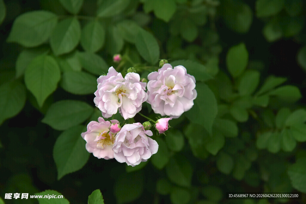粉嫩蔷薇花绽放绿叶间