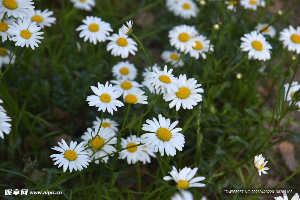 田野中的白色小雏菊
