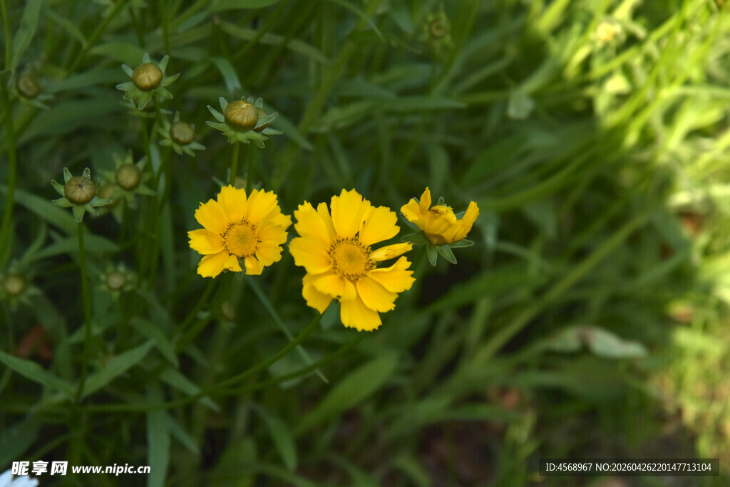 阳光下的黄色小花