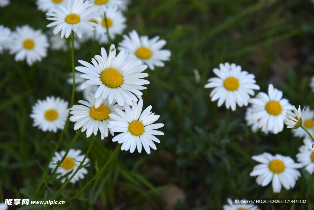 清新小白菊绽放于草丛