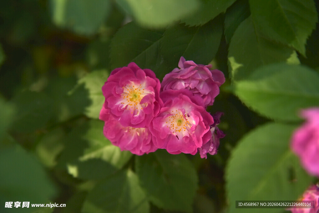 娇艳蔷薇绽放绿叶间