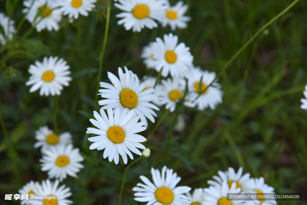 白色雏菊绽放于绿野间