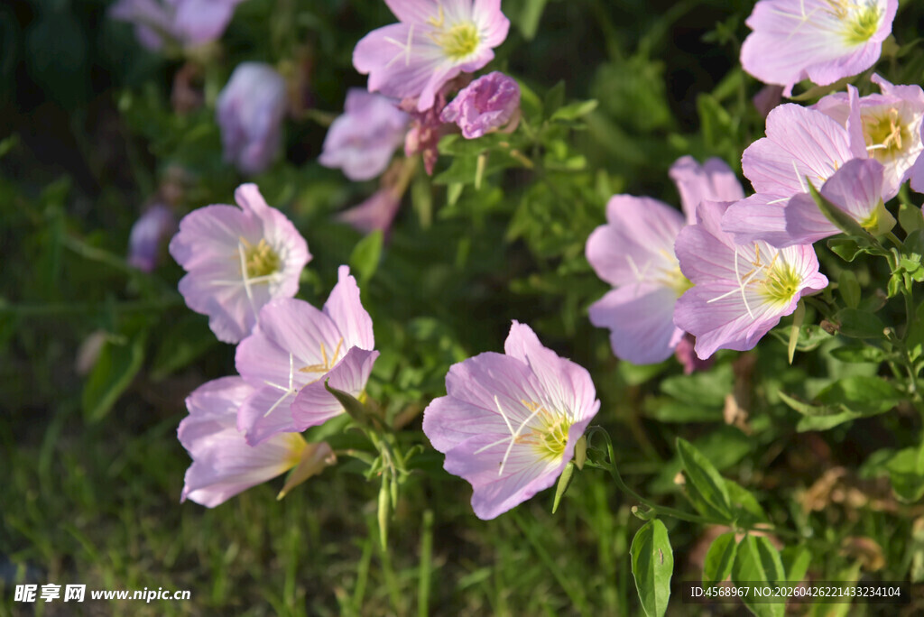 粉色花朵绽放于绿意间