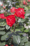 娇艳红玫瑰绽放绿叶间