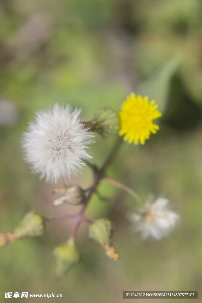 苦苣菜