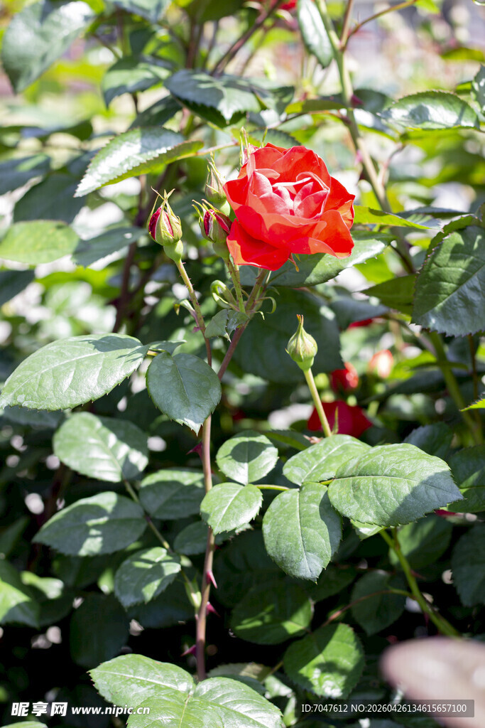 月季花