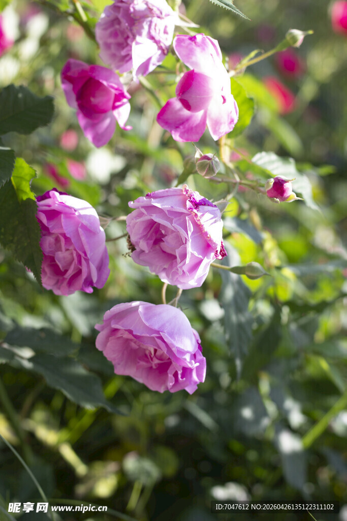 月季花