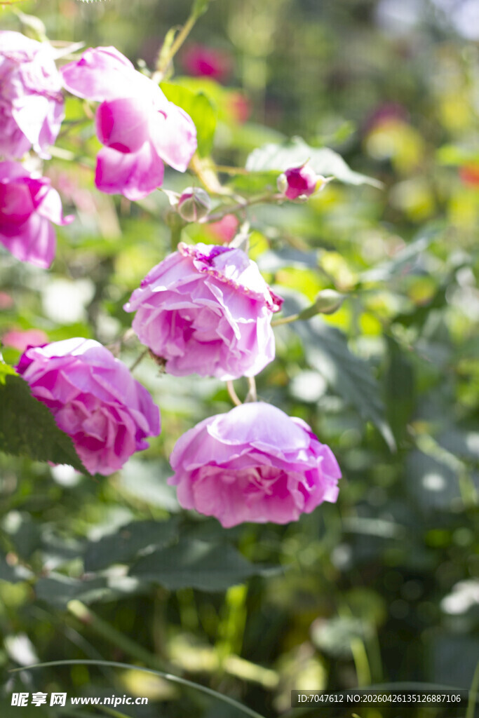 月季花