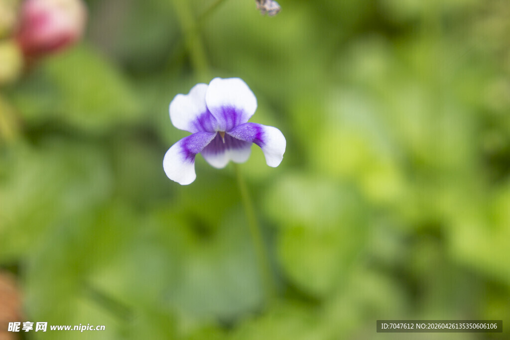 香堇菜白色紫斑小花绽放