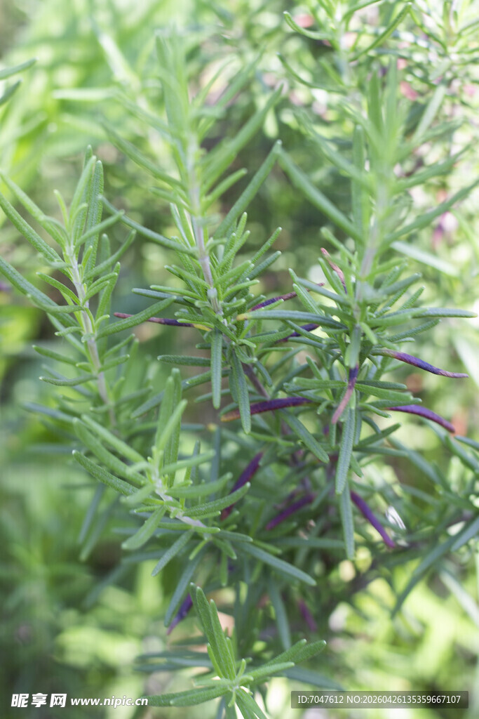 迷迭香特写