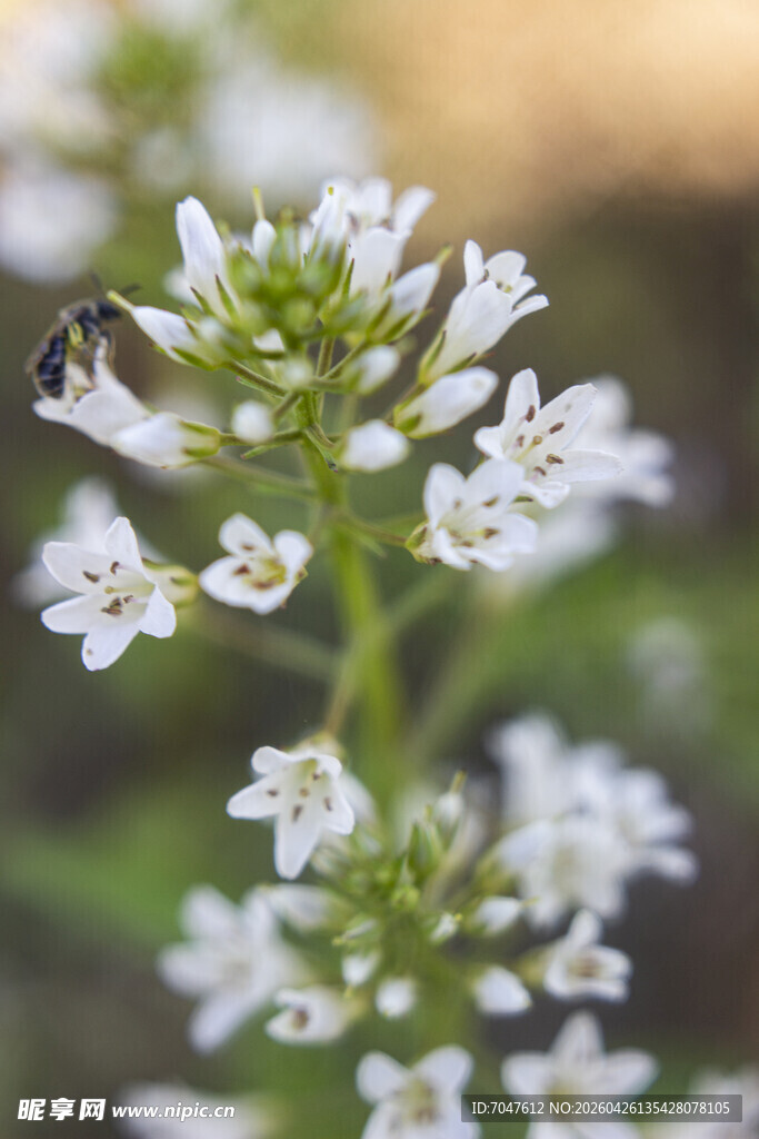 蜜蜂采蜜于泽珍珠菜白色小花间
