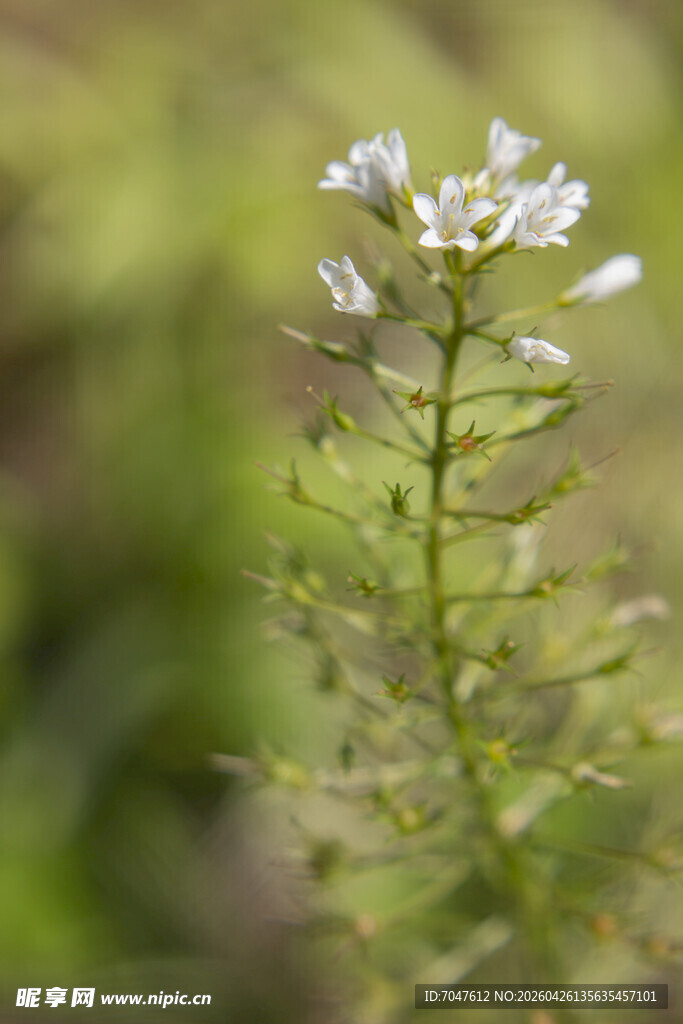 泽珍珠菜白色小花特写