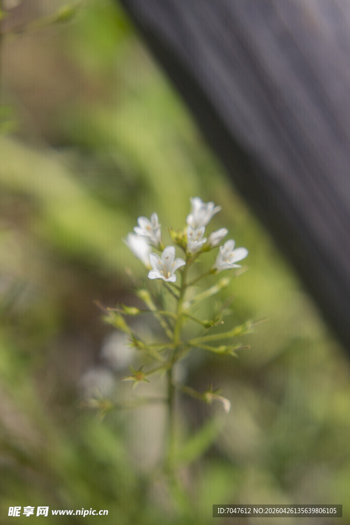 泽珍珠菜野外绽放的白色小花