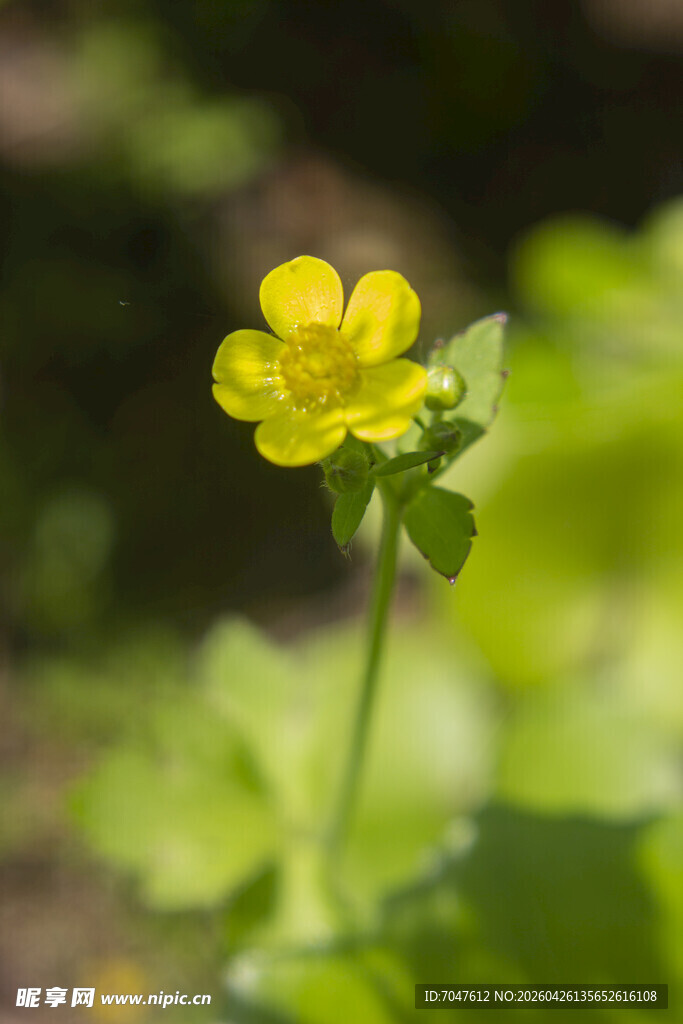 毛茛花