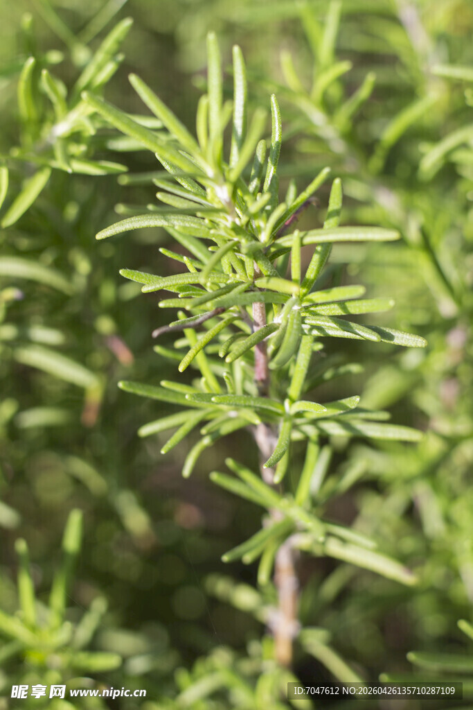 迷迭香植株特写