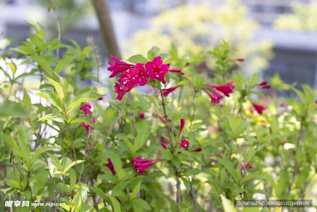 锦带花